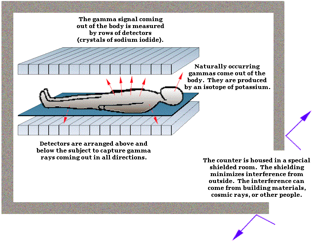 Body composition methods: validity and reliability