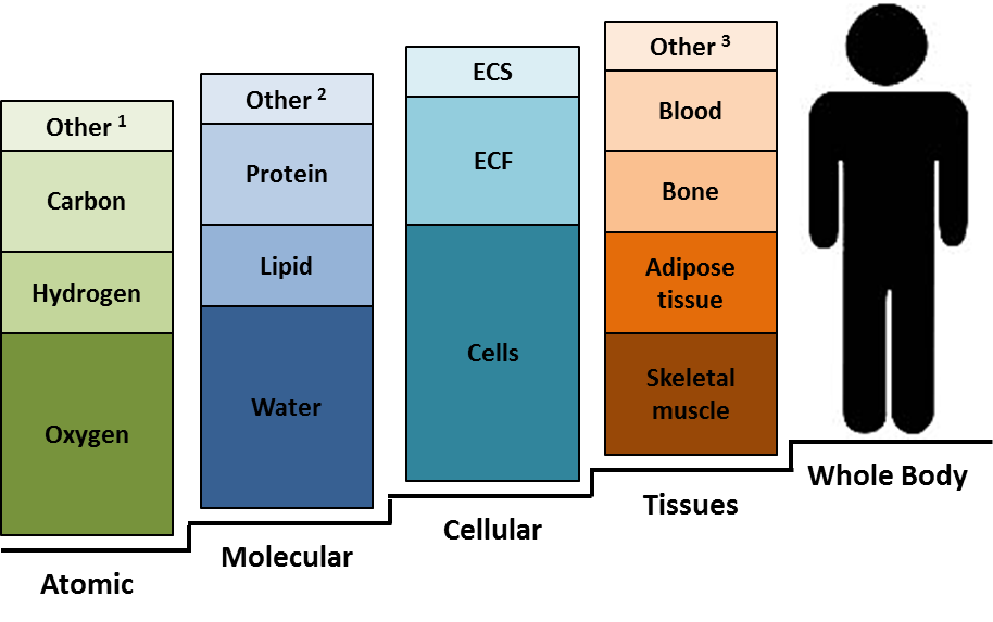 https://www.measurement-toolkit.org/images/anthropometry/a11.png