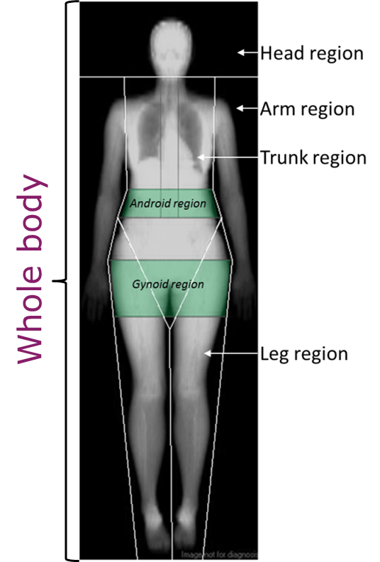 https://www.measurement-toolkit.org/images/anthropometry/dexa11.png