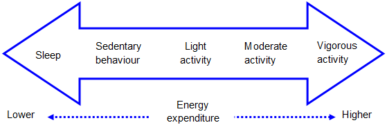 The continuum of human movement and energy expenditure.